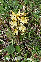 Buntes Läusekraut (Pedicularis oederi) (F184224)