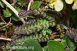 Buntes Läusekraut (Pedicularis oederi) (F184225)