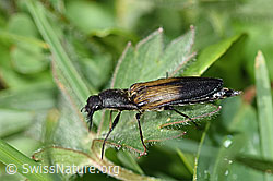 Kupferfarbener Kammhorn-Schnellkäfer (Ctenicera cuprea) (F184238)