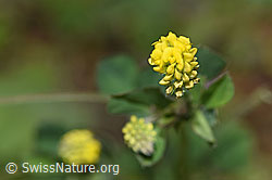 Hopfenklee (Medicago lupulina) (26.06.2021, F184244)
