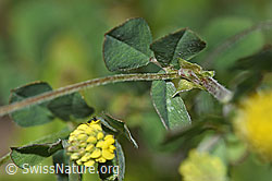 Hopfenklee (Medicago lupulina) (F184246)