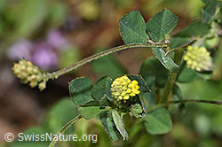 Hopfenklee (Medicago lupulina) (26.06.2021, F184247)