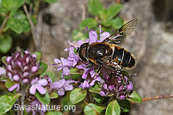 Vielhaariger Thymian (Thymus polytrichus)