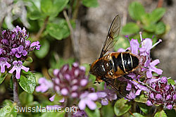 Garten-Keilfleckschwebfliege (Eristalis horticola) an Vielhaarigem Thymian (Thymus praecox ssp. polytrichus) (26.06.2021, F184251)