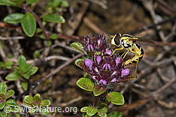 Gewöhnliche Langbauchschwebfliege (Sphaerophoria scripta) auf Vielhaarigem Thymian (Thymus praecox ssp. polytrichus) (F184266) Gewöhnliche Langbauchschwebfliege (Sphaerophoria scripta) auf Vielhaarigem Thymian (Thymus praecox ssp. polytrichus) (F184266)