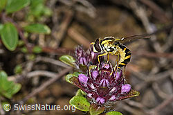 Gewöhnliche Langbauchschwebfliege (Sphaerophoria scripta) auf Vielhaarigem Thymian (Thymus praecox ssp. polytrichus) (F184268) Gewöhnliche Langbauchschwebfliege (Sphaerophoria scripta) auf Vielhaarigem Thymian (Thymus praecox ssp. polytrichus) (F184268)