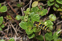 Gewöhnliche Langbauchschwebfliege (Sphaerophoria scripta) (F184271) Gewöhnliche Langbauchschwebfliege (Sphaerophoria scripta) (F184271)