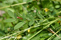 Schopfiger Hufeisenklee (Hippocrepis comosa) (F184281) Schopfiger Hufeisenklee (Hippocrepis comosa) (F184281)