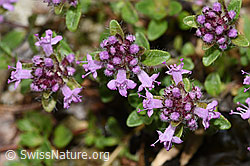Vielhaariger Thymian (Thymus polytrichus) (F184290) Vielhaariger Thymian (Thymus polytrichus) (F184290)