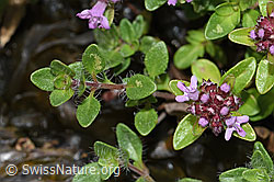 Vielhaariger Thymian (Thymus polytrichus) (F184291) Vielhaariger Thymian (Thymus polytrichus) (F184291)