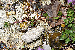 Vielhaariger Thymian (Thymus polytrichus) (F184292) Vielhaariger Thymian (Thymus polytrichus) (F184292)