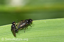 Siphonella oscinina (Halmfliegen) (F184296) Siphonella oscinina (Halmfliegen) (F184296)