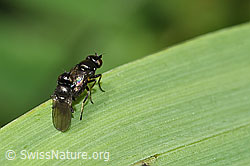 Siphonella oscinina (Halmfliegen) (F184301) Siphonella oscinina (Halmfliegen) (F184301)