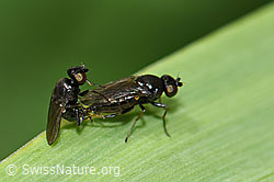 Siphonella oscinina (Halmfliegen) (F184303) Siphonella oscinina (Halmfliegen) (F184303)