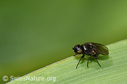 Siphonella oscinina (Halmfliege) (26.06.2021, F184304)