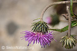 Gewöhnliche Berg-Distel (Carduus defloratus ssp. defloratus) (F184312)