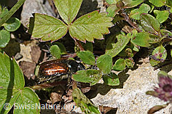Gartenlaubkäfer (Phyllopertha horticola) (F184317)