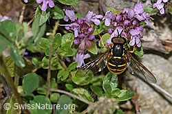 Gemeine Wespenschwebfliege (Chrysotoxum cautum) auf Vielhaarigem Thymian (Thymus praecox ssp. polytrichus) (F184341) Gemeine Wespenschwebfliege (Chrysotoxum cautum) auf Vielhaarigem Thymian (Thymus praecox ssp. polytrichus) (F184341)