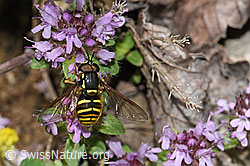 Gemeine Wespenschwebfliege (Chrysotoxum cautum) auf Vielhaarigem Thymian (Thymus praecox ssp. polytrichus) (F184342) Gemeine Wespenschwebfliege (Chrysotoxum cautum) auf Vielhaarigem Thymian (Thymus praecox ssp. polytrichus) (F184342)