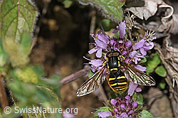 Gemeine Wespenschwebfliege (Chrysotoxum cautum) auf Vielhaarigem Thymian (Thymus praecox ssp. polytrichus) (F184343) Gemeine Wespenschwebfliege (Chrysotoxum cautum) auf Vielhaarigem Thymian (Thymus praecox ssp. polytrichus) (F184343)