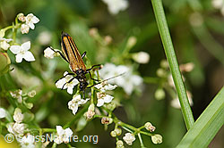 Gemeiner Scheinbockkäfer (Oedemera femorata) auf Blume (26.06.2021, F184348)