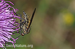 Gewürfelte Tanzfliege (Empis tesselata) auf Gewöhnlicher Berg-Distel (Carduus defloratus ssp. defloratus) (26.06.2021, F184353)