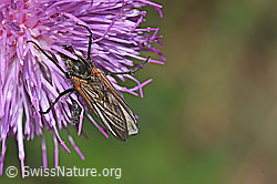 Gewürfelte Tanzfliege (Empis tesselata) auf Gewöhnlicher Berg-Distel (Carduus defloratus ssp. defloratus) (F184358)