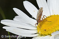 Empis digramma (Tanzfliege) auf Gewöhnlicher Wiesen-Margerite (Leucanthemum vulgare) (F184359) Empis digramma (Tanzfliege) auf Gewöhnlicher Wiesen-Margerite (Leucanthemum vulgare) (F184359)