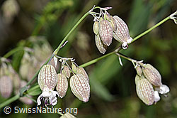 Gemeines Leimkraut (Silene vulgaris) (F184365) Gemeines Leimkraut (Silene vulgaris) (F184365)