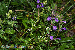 Feld-Steinquendel (Acinos arvensis) (F184373)