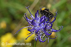 Distelhummel (Bombus soroeensis) auf Rundköpfiger Rapunzel (Phyteuma orbiculare) (F184390) Distelhummel (Bombus soroeensis) auf Rundköpfiger Rapunzel (Phyteuma orbiculare) (F184390)