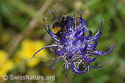 Distelhummel (Bombus soroeensis) auf Rundköpfiger Rapunzel (Phyteuma orbiculare) (F184392) Distelhummel (Bombus soroeensis) auf Rundköpfiger Rapunzel (Phyteuma orbiculare) (F184392)