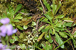 Leberbalsam (Erinus alpinus) (F184398) Leberbalsam (Erinus alpinus) (F184398)