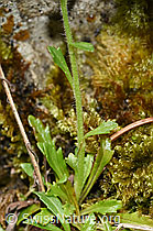 Leberbalsam (Erinus alpinus) (F184399) Leberbalsam (Erinus alpinus) (F184399)