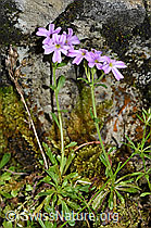 Leberbalsam (Erinus alpinus) (26.06.2021, F184400)