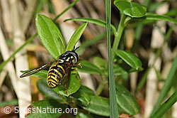 Gemeine Wespenschwebfliege (Chrysotoxum cautum) (F184401) Gemeine Wespenschwebfliege (Chrysotoxum cautum) (F184401)
