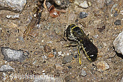 Photo: Chelostoma florisomne