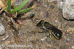 Photo: Chelostoma florisomne