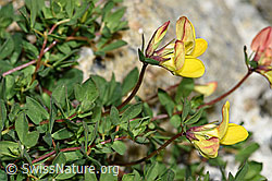 Alpen-Hornklee (Lotus alpinus) (F186029)