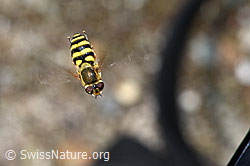 Grosse Schwebfliege (Syrphus ribesii) (07.2021, F186145)