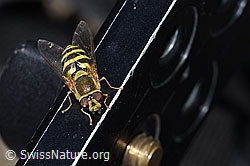 Grosse Schwebfliege (Syrphus ribesii) (07.2021, F186146)
