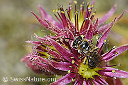 Berg-Hauswurz (Sempervivum montanum)