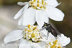 Moschus-Schafgarbe (Achillea erba-rotta)