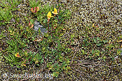 Alpen-Hornklee (Lotus alpinus) (07.2021, F186190)