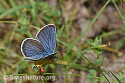 Violetter Wald-Bläuling (Cyaniris semiargus) auf Alpen-Hornklee (Lotus alpinus) (07.2021, F186201)