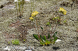 Alpen-Wundklee (Anthyllis vulneraria ssp. alpestris) (F186206) Alpen-Wundklee (Anthyllis vulneraria ssp. alpestris) (F186206)