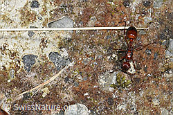 Grosse Knotenameise (Manica rubida) (F186211) Grosse Knotenameise (Manica rubida) (F186211)