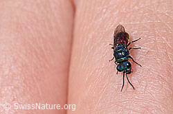 Chrysis mediata (Goldwespe) (F186215)