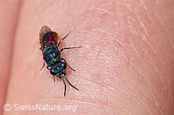 Chrysis mediata (Goldwespe) (F186217)