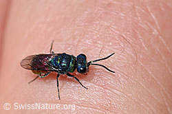 Chrysis mediata (Goldwespe) (F186218)
